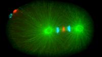 The Canman Lab - Columbia University Pathology and Cell Biology
